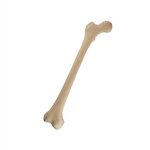 3B Scientific ORTHObones Standard Juvenile Femur, Right