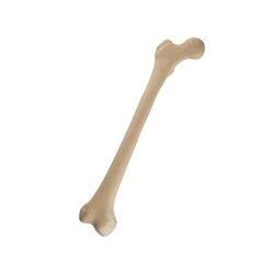 3B Scientific ORTHObones Standard Juvenile Femur, Right