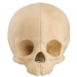 3B Scientific ORTHObones Standard Pediatric Hollow Skull with Support Block