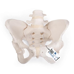 3B Scientific Flexible Human Female Pelvis Model, Flexibly Mounted - 3B Smart Anatomy