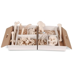 3B Scientific Disarticulated Half Human Skeleton Model, Loosely Articulated Hand & Foot - 3B Smart Anatomy
