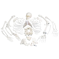 3B Scientific Disarticulated Human Skeleton Model, Complete with 3 - part Skull - 3B Smart Anatomy