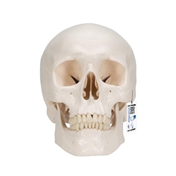 3B Scientific Classic Human Skull Model, 3 part - 3B Smart Anatomy