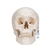 3B Scientific Classic Human Skull Model with Brain, 8 - Parts - 3B Smart Anatomy