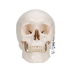 3B Scientific Classic Human Skull Model with Brain, 8 - Parts - 3B Smart Anatomy
