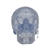 3B Scientific Transparent Classic Human Skull Model, 3 part - 3B Smart Anatomy