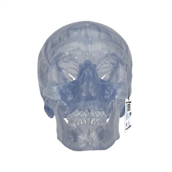 3B Scientific Transparent Classic Human Skull Model, 3 part - 3B Smart Anatomy