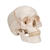 3B Scientific Numbered Human Classic Skull Model, 3 Part - 3B Smart Anatomy