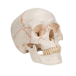 3B Scientific Numbered Human Classic Skull Model, 3 Part - 3B Smart Anatomy
