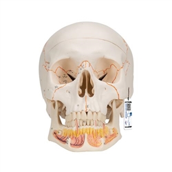 3B Scientific Classic Human Skull Model with Opened Lower Jaw, 3 Part - 3B Smart Anatomy