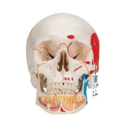 3B Scientific Classic Human Skull Model painted, with Opened Lower Jaw, 3 Part - 3B Smart Anatomy