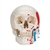 3B Scientific Classic Human Skull Model painted, 3 Part - 3B Smart Anatomy