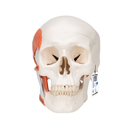 3B Scientific TMJ Human Skull Model, Demonstrates Functions of Masticator Muscles, 2 Part - 3B Smart Anatomy