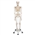 3B Scientific Human Skeleton Model Stan - 3B Smart Anatomy