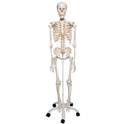 3B Scientific Human Skeleton Model Stan - 3B Smart Anatomy