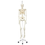 3B Scientific Human Skeleton Model Stan on Hanging Stand - 3B Smart Anatomy