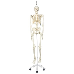 3B Scientific Human Skeleton Model Stan on Hanging Stand - 3B Smart Anatomy