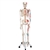 3B Scientific Human Skeleton Model Max with Painted Muscle Origins & Inserts - 3B Smart Anatomy