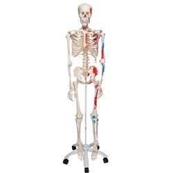 3B Scientific Human Skeleton Model Max with Painted Muscle Origins & Inserts - 3B Smart Anatomy