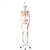 3B Scientific Human Skeleton Model Max on Hanging Stand with Painted Muscle Origins & Inserts - 3B Smart Anatomy