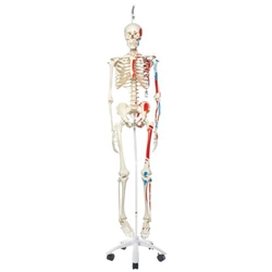3B Scientific Human Skeleton Model Max on Hanging Stand with Painted Muscle Origins & Inserts - 3B Smart Anatomy