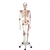 3B Scientific Human Skeleton Model Sam with Muscles & Ligaments - 3B Smart Anatomy