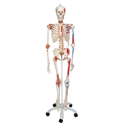 3B Scientific Human Skeleton Model Sam with Muscles & Ligaments - 3B Smart Anatomy