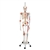 3B Scientific Human Skeleton Model Sam on Hanging Stand with Muscle & Ligaments - 3B Smart Anatomy