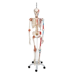 3B Scientific Human Skeleton Model Sam on Hanging Stand with Muscle & Ligaments - 3B Smart Anatomy