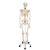 3B Scientific Flexible Human Skeleton Model Fred - 3B Smart Anatomy