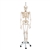 3B Scientific Physiological Human Skeleton Model Phil on Hanging Stand - 3B Smart Anatomy