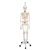 3B Scientific Functional & Physiological Human Skeleton Model Frank on Hanging Stand - 3B Smart Anatomy