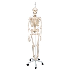 3B Scientific Functional & Physiological Human Skeleton Model Frank on Hanging Stand - 3B Smart Anatomy