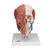 3B Scientific Human Skull with Facial Muscles - 3B Smart Anatomy