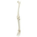 3B Scientific Spare Leg with Ligaments, Right