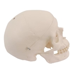 3B Scientific Spare Skull With Holes