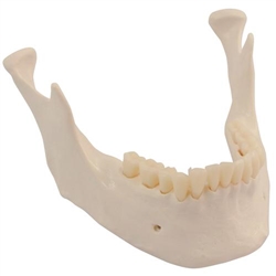 3B Scientific Replacement Lower Jaw with Teeth for Skeleton Models