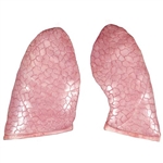 3B Scientific Spare Lungs, 2 Items