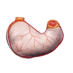 3B Scientific Spare Stomach, 2 Part