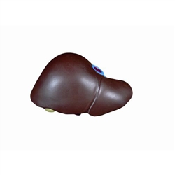 3B Scientific Spare Liver with Gallbladder