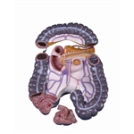 3B Scientific Spare Large Intestine Package, 3 Parts