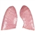 3B Scientific Spare Lung, 2 Parts