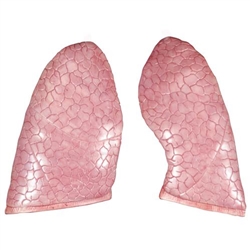 3B Scientific Spare Lung, 2 Parts