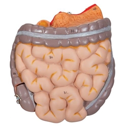 3B Scientific Spare Intestine Package, 2 Parts