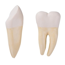 3B Scientific Spare Canine and Molar