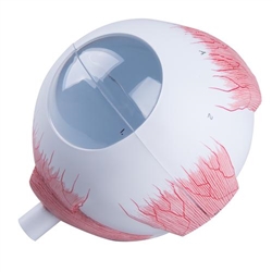 3B Scientific Spare Sclera