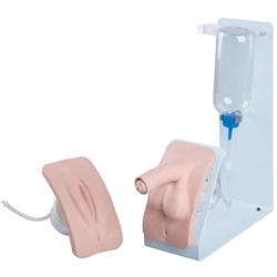 3B Scientific Catheterization Simulator Basic, Male