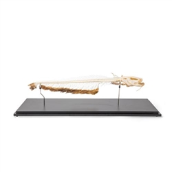 3B Scientific Skeleton of European Catfish, Specimen