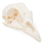 3B Scientific Chicken Skull, Specimen