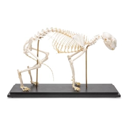 3B Scientific Cat Skeleton, Specimen